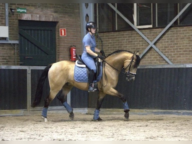 PRE Mix Wallach 3 Jahre 158 cm Buckskin in Bergen op Zoom