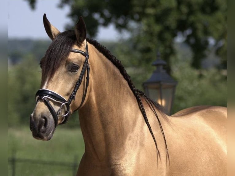PRE Mix Wallach 3 Jahre 158 cm Buckskin in Bergen op Zoom