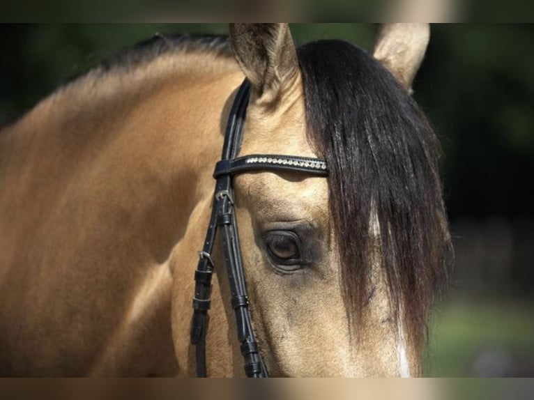 PRE Mix Wallach 3 Jahre 158 cm Buckskin in Bergen op Zoom