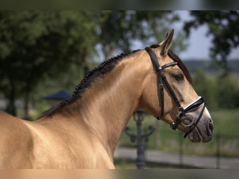 PRE Mix Wallach 3 Jahre 158 cm Buckskin in Bergen op Zoom