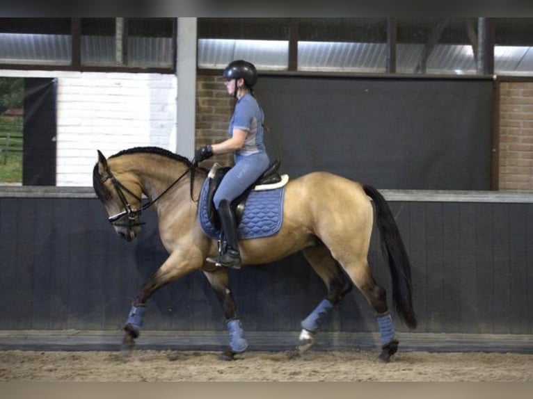 PRE Mix Wallach 3 Jahre 158 cm Buckskin in Bergen op Zoom