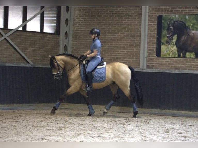 PRE Mix Wallach 3 Jahre 158 cm Buckskin in Bergen op Zoom