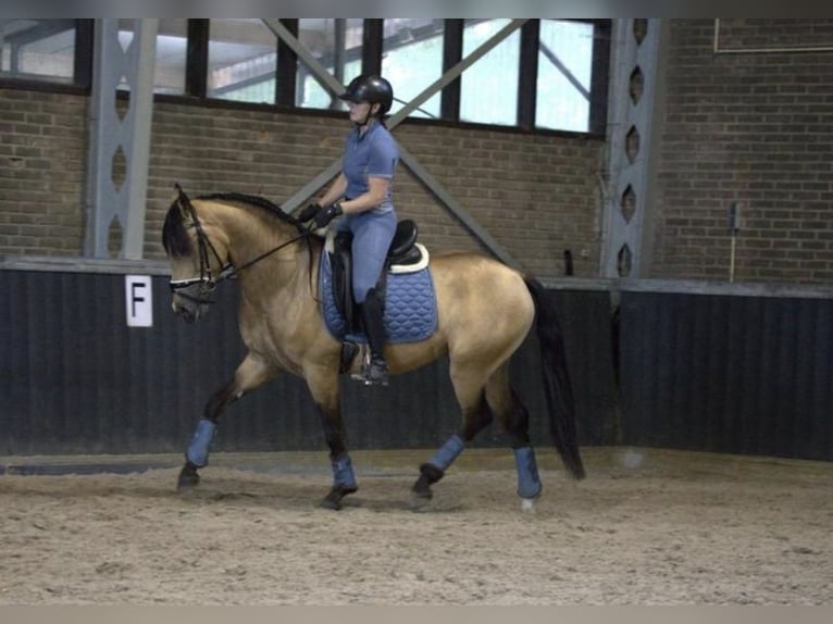 PRE Mix Wallach 3 Jahre 158 cm Buckskin in Bergen op Zoom