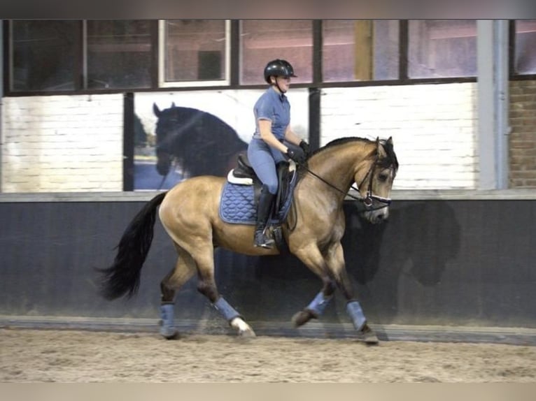 PRE Mix Wallach 3 Jahre 158 cm Buckskin in Bergen op Zoom