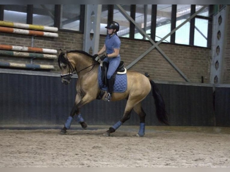 PRE Mix Wallach 3 Jahre 158 cm Buckskin in Bergen op Zoom