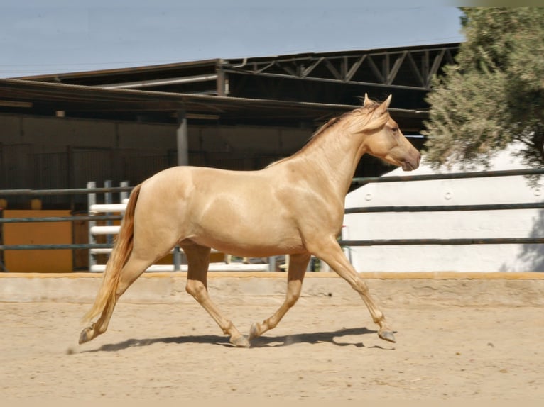 PRE Mix Wallach 3 Jahre 158 cm Champagne in El Realengo