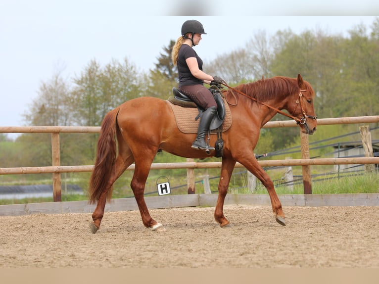 PRE Mix Wallach 3 Jahre 158 cm Fuchs in Postfeld