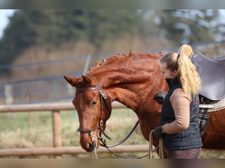 PRE Mix Wallach 3 Jahre 158 cm Fuchs in Postfeld