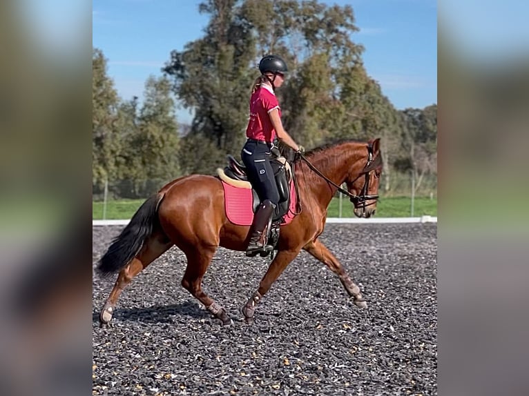 PRE Wallach 3 Jahre 158 cm Rotbrauner in Malaga