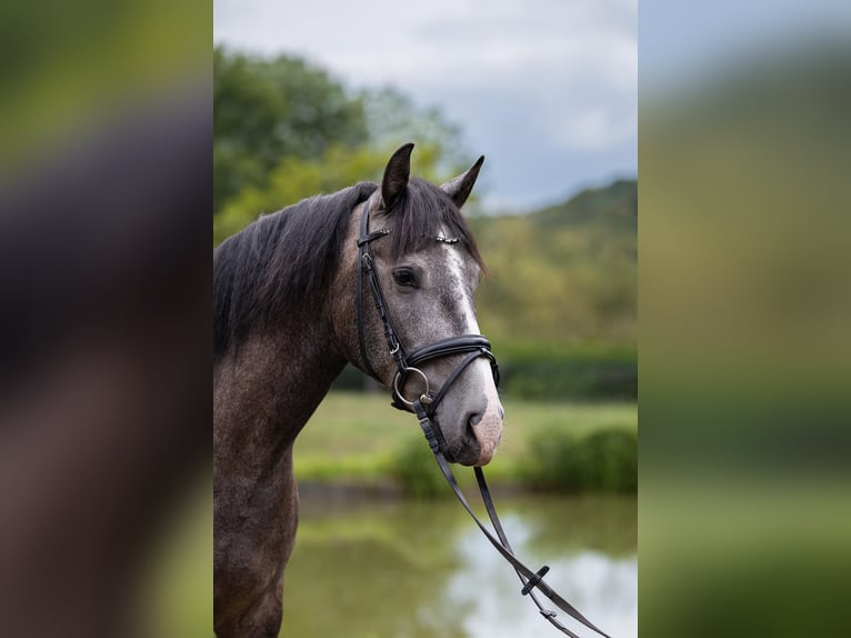 PRE Mix Wallach 3 Jahre 158 cm Schimmel in Leichlingen