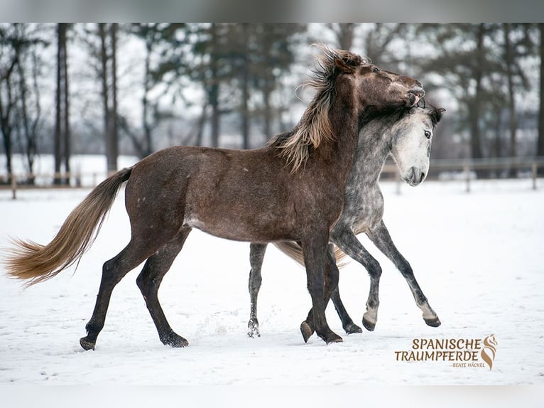 PRE Mix Wallach 3 Jahre 158 cm Schimmel in Stipsdorf