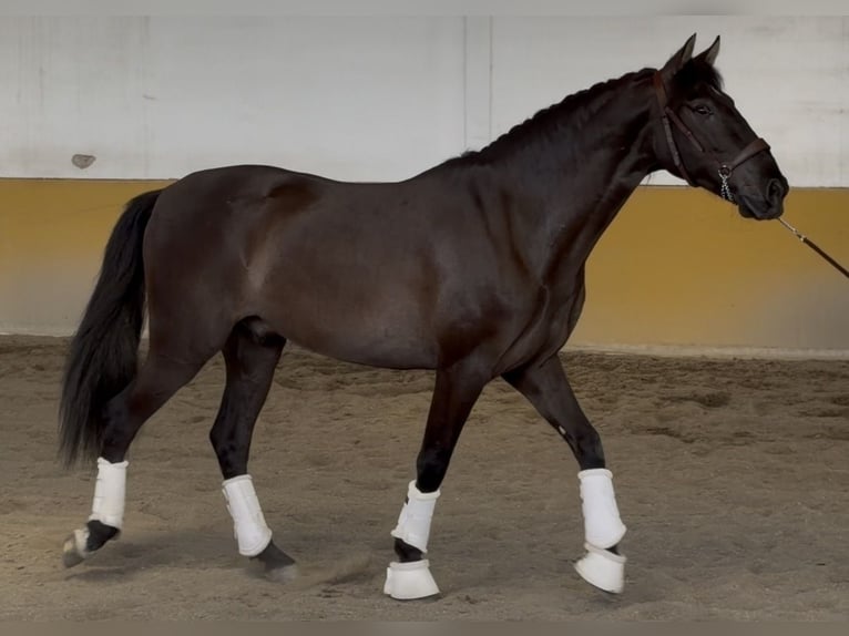 PRE Wallach 3 Jahre 159 cm Rappe in Griñon