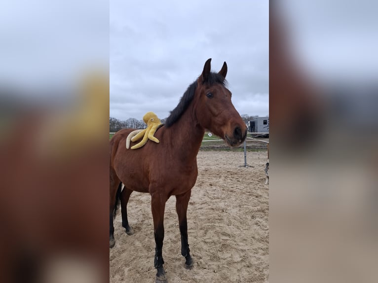 PRE Wallach 3 Jahre 160 cm Brauner in Ansen