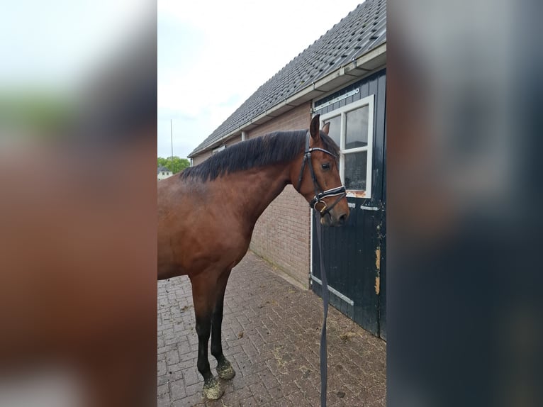 PRE Wallach 3 Jahre 160 cm Brauner in Ansen