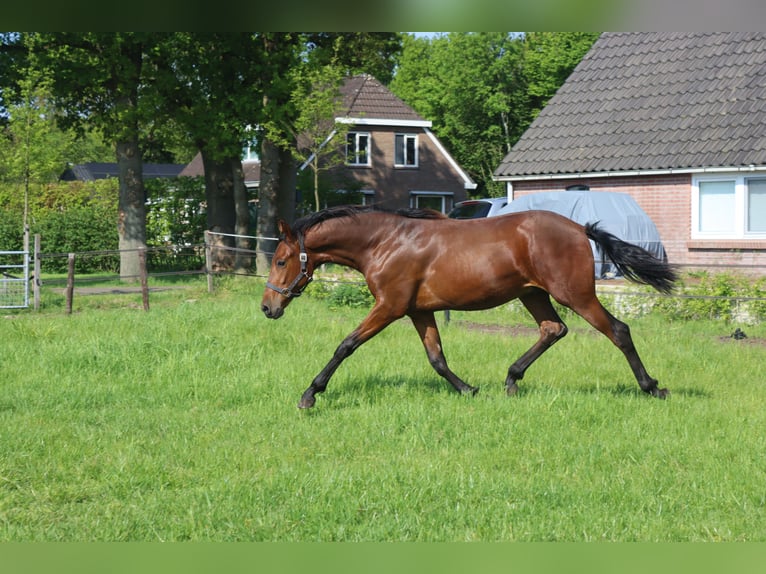 PRE Wallach 3 Jahre 160 cm Brauner in Ansen