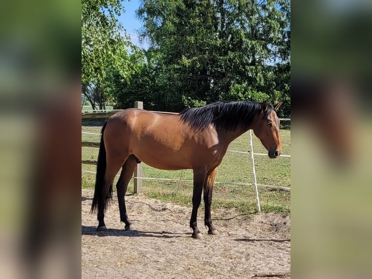 PRE Mix Wallach 3 Jahre 160 cm Brauner in Schwarmstedt