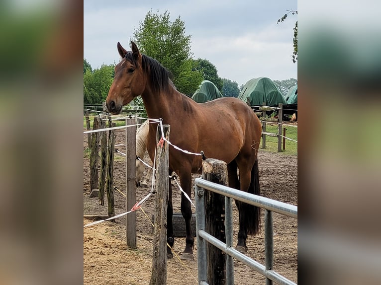 PRE Mix Wallach 3 Jahre 160 cm Brauner in Schwarmstedt