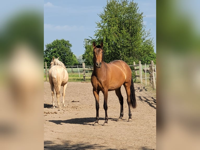 PRE Mix Wallach 3 Jahre 160 cm Brauner in Schwarmstedt