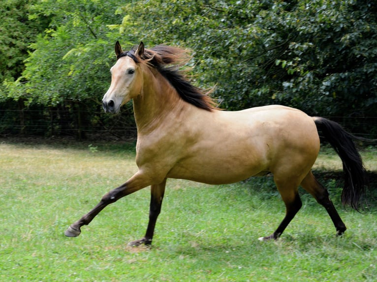 PRE Wallach 3 Jahre 160 cm Buckskin in Neerkant