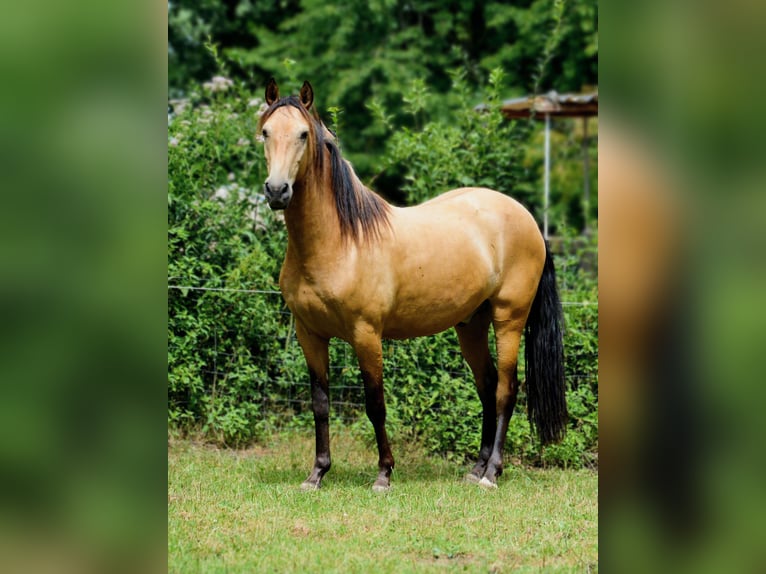 PRE Wallach 3 Jahre 160 cm Buckskin in Neerkant