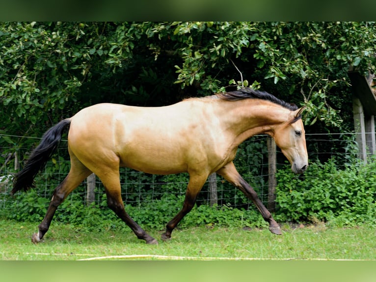 PRE Wallach 3 Jahre 160 cm Buckskin in Neerkant