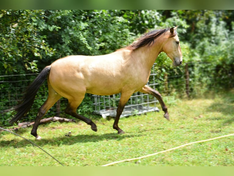 PRE Wallach 3 Jahre 160 cm Buckskin in Neerkant