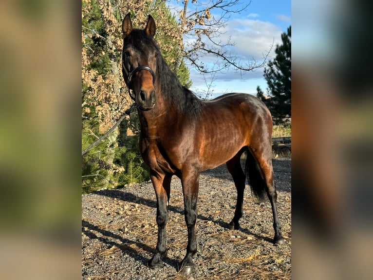 PRE Wallach 3 Jahre 160 cm Dunkelbrauner in Soria