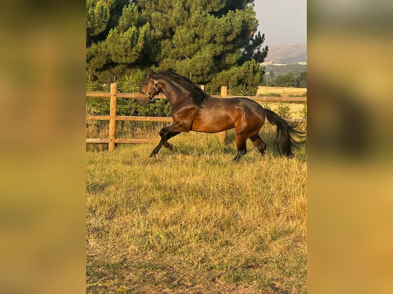 PRE Mix Wallach 3 Jahre 160 cm Dunkelbrauner in Soria