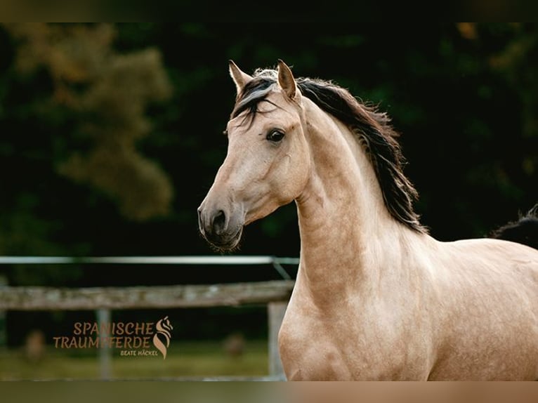 PRE Mix Wallach 3 Jahre 160 cm Falbe in Stipsdorf
