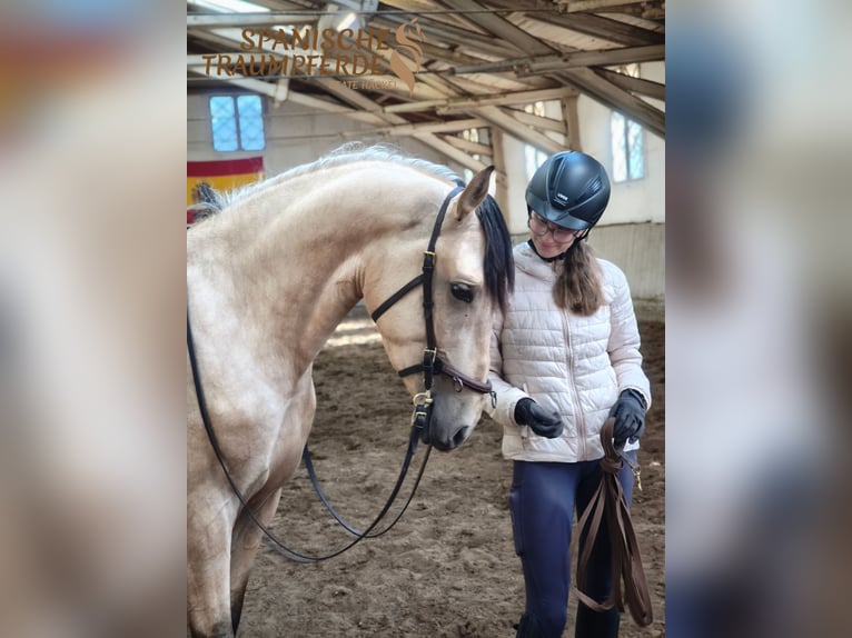 PRE Mix Wallach 3 Jahre 160 cm Falbe in Stipsdorf