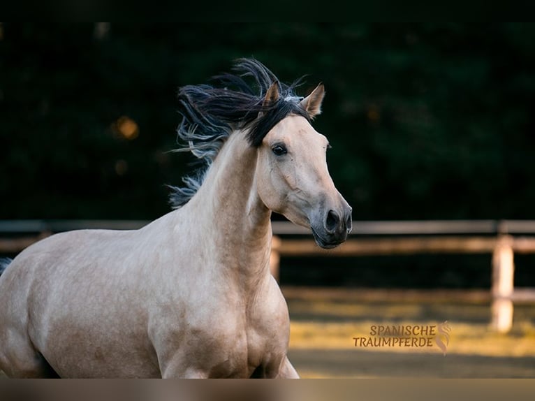 PRE Mix Wallach 3 Jahre 160 cm Falbe in Stipsdorf