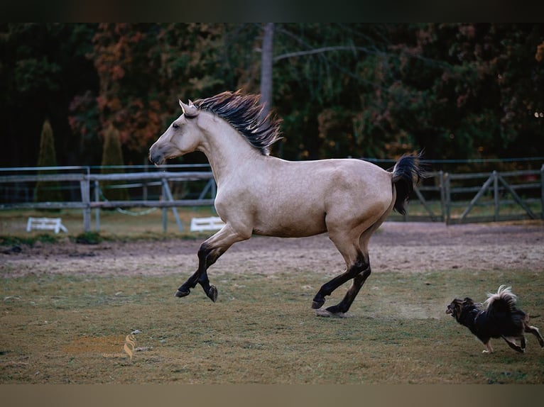 PRE Mix Wallach 3 Jahre 160 cm Falbe in Stipsdorf