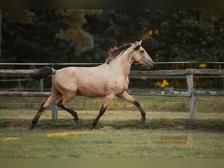 PRE Mix Wallach 3 Jahre 160 cm Falbe in Stipsdorf