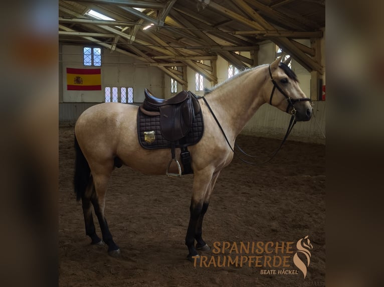 PRE Wallach 3 Jahre 160 cm Falbe in Traventhal