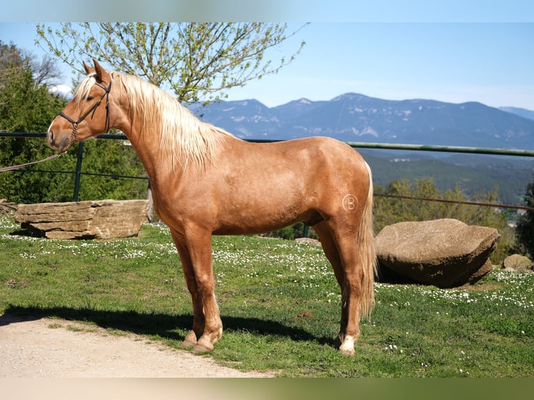 PRE Mix Wallach 3 Jahre 160 cm Palomino in Hamburg