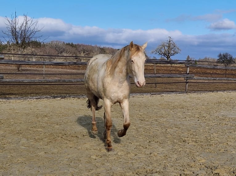PRE Wallach 3 Jahre 160 cm Perlino in Balingen