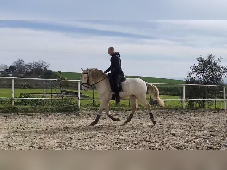 PRE Wallach 3 Jahre 160 cm Perlino in Galaroza (Huelva)