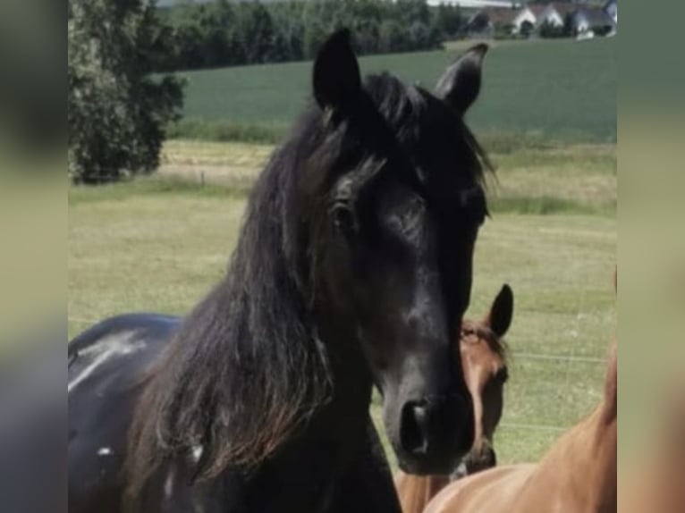 PRE Mix Wallach 3 Jahre 160 cm Rappe in EllhofenEllhofen
