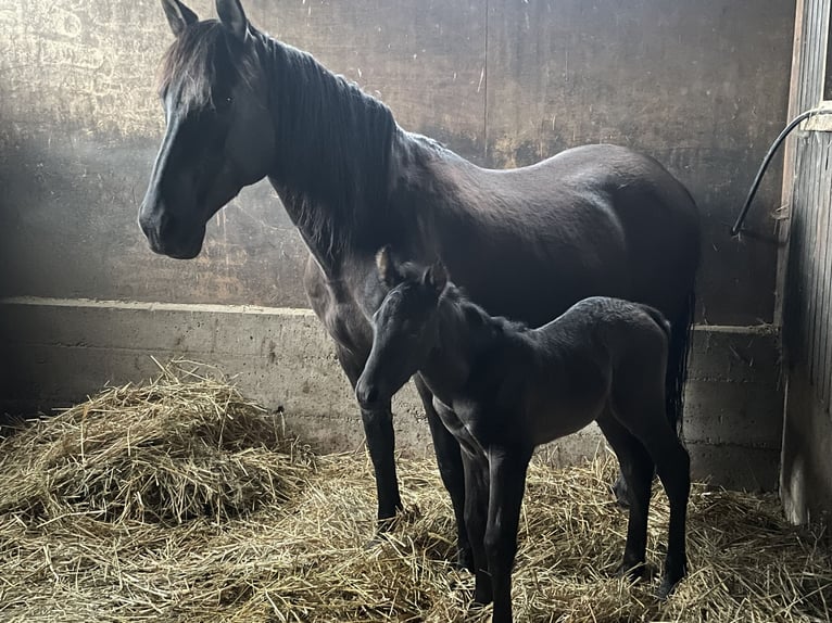 PRE Mix Wallach 3 Jahre 160 cm Rappe in EllhofenEllhofen
