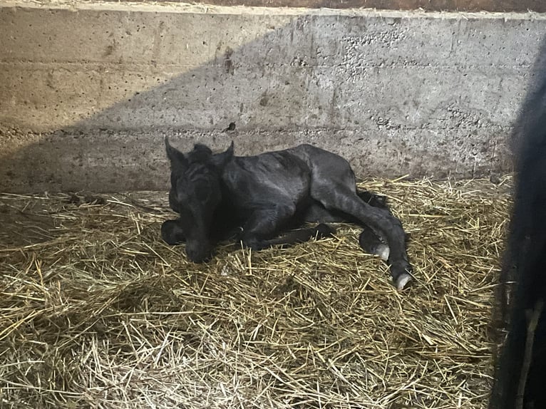 PRE Mix Wallach 3 Jahre 160 cm Rappe in EllhofenEllhofen