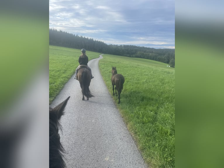 PRE Mix Wallach 3 Jahre 160 cm Rappe in EllhofenEllhofen