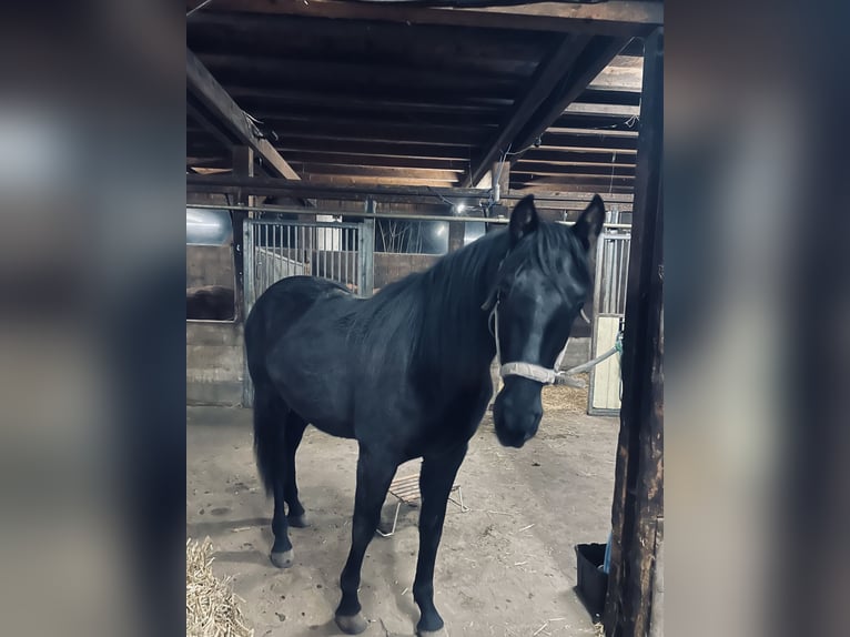 PRE Mix Wallach 3 Jahre 160 cm Rappe in EllhofenEllhofen