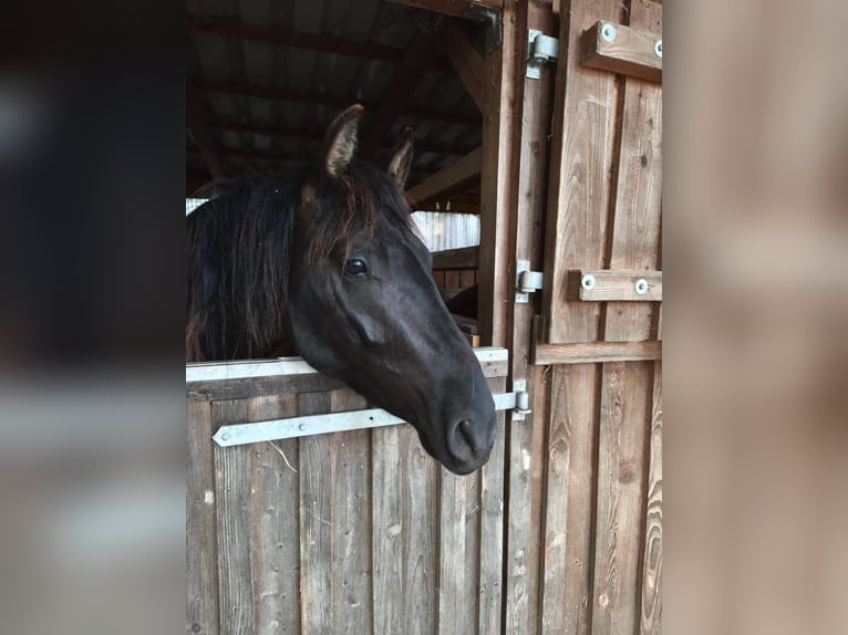 PRE Mix Wallach 3 Jahre 160 cm Rappe in EllhofenEllhofen