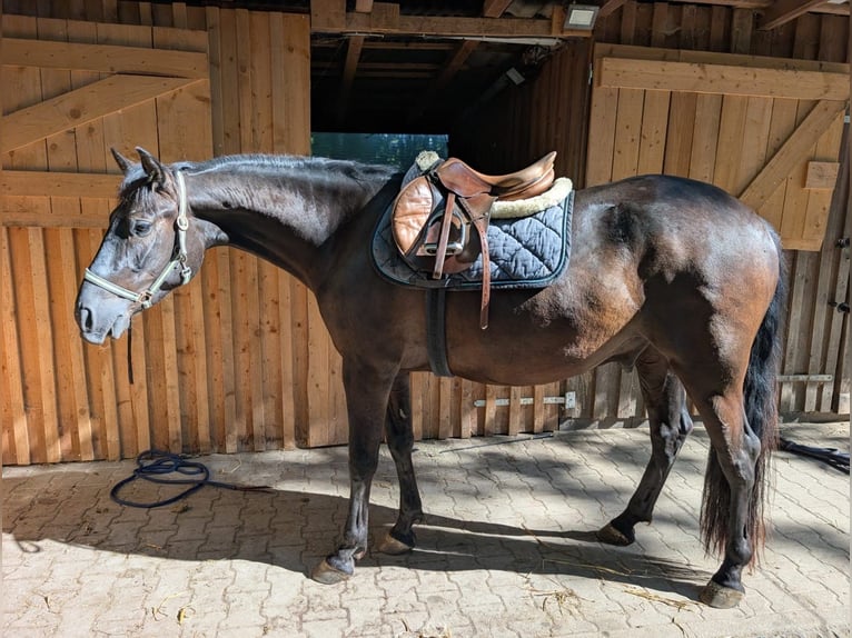 PRE Mix Wallach 3 Jahre 160 cm Rappe in EllhofenEllhofen