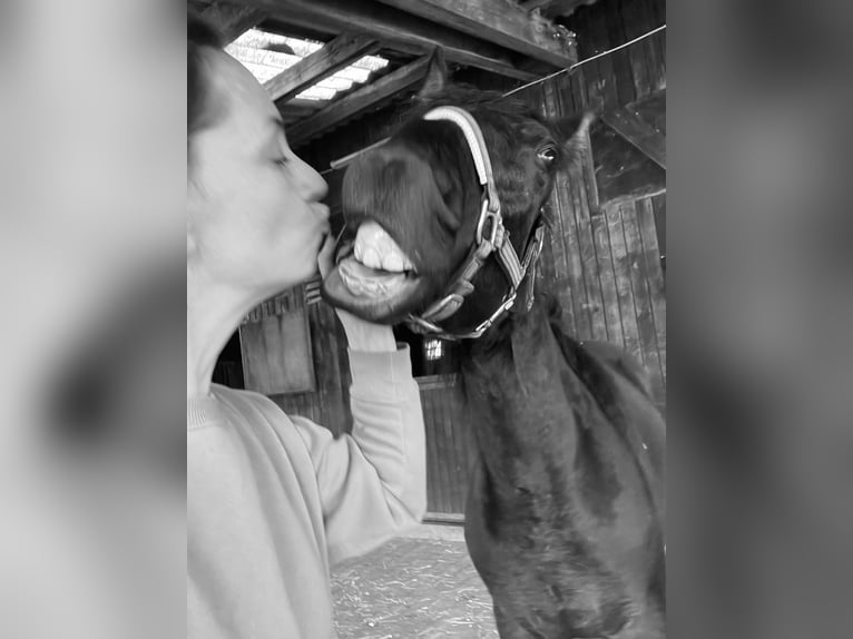 PRE Mix Wallach 3 Jahre 160 cm Rappe in EllhofenEllhofen