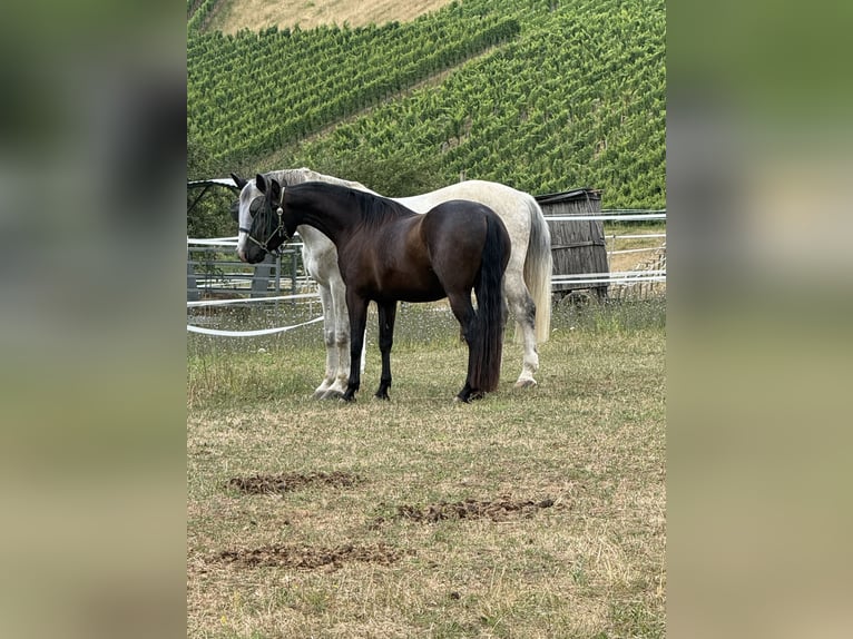 PRE Mix Wallach 3 Jahre 160 cm Rappe in EllhofenEllhofen