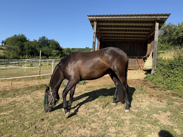 PRE Mix Wallach 3 Jahre 160 cm Rappe in EllhofenEllhofen