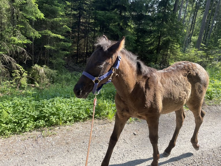 PRE Mix Wallach 3 Jahre 160 cm Rappe in EllhofenEllhofen