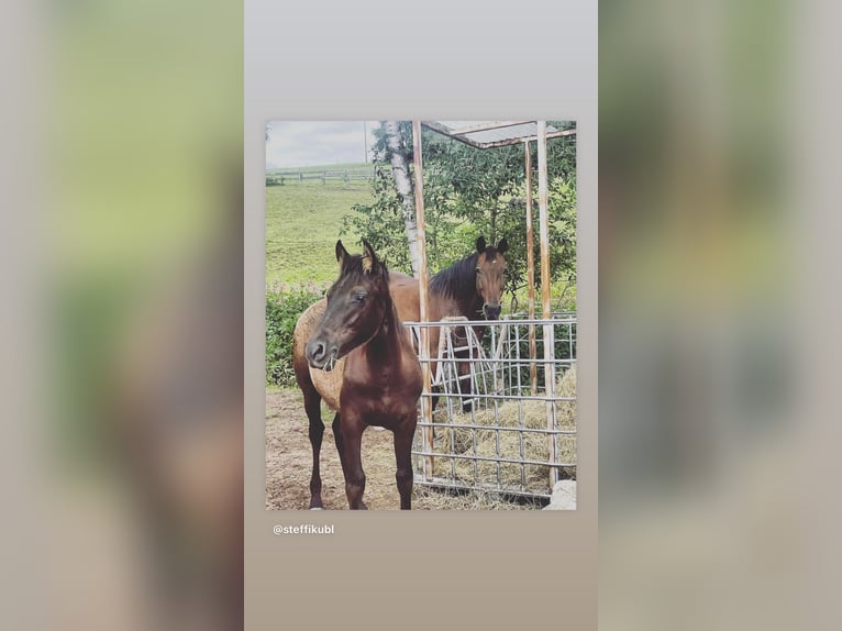 PRE Mix Wallach 3 Jahre 160 cm Rappe in EllhofenEllhofen