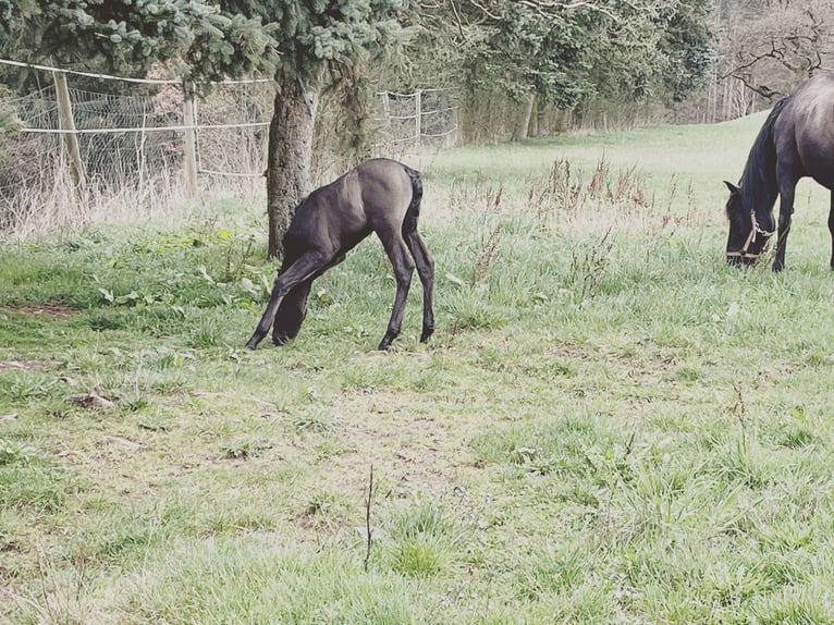 PRE Mix Wallach 3 Jahre 160 cm Rappe in EllhofenEllhofen